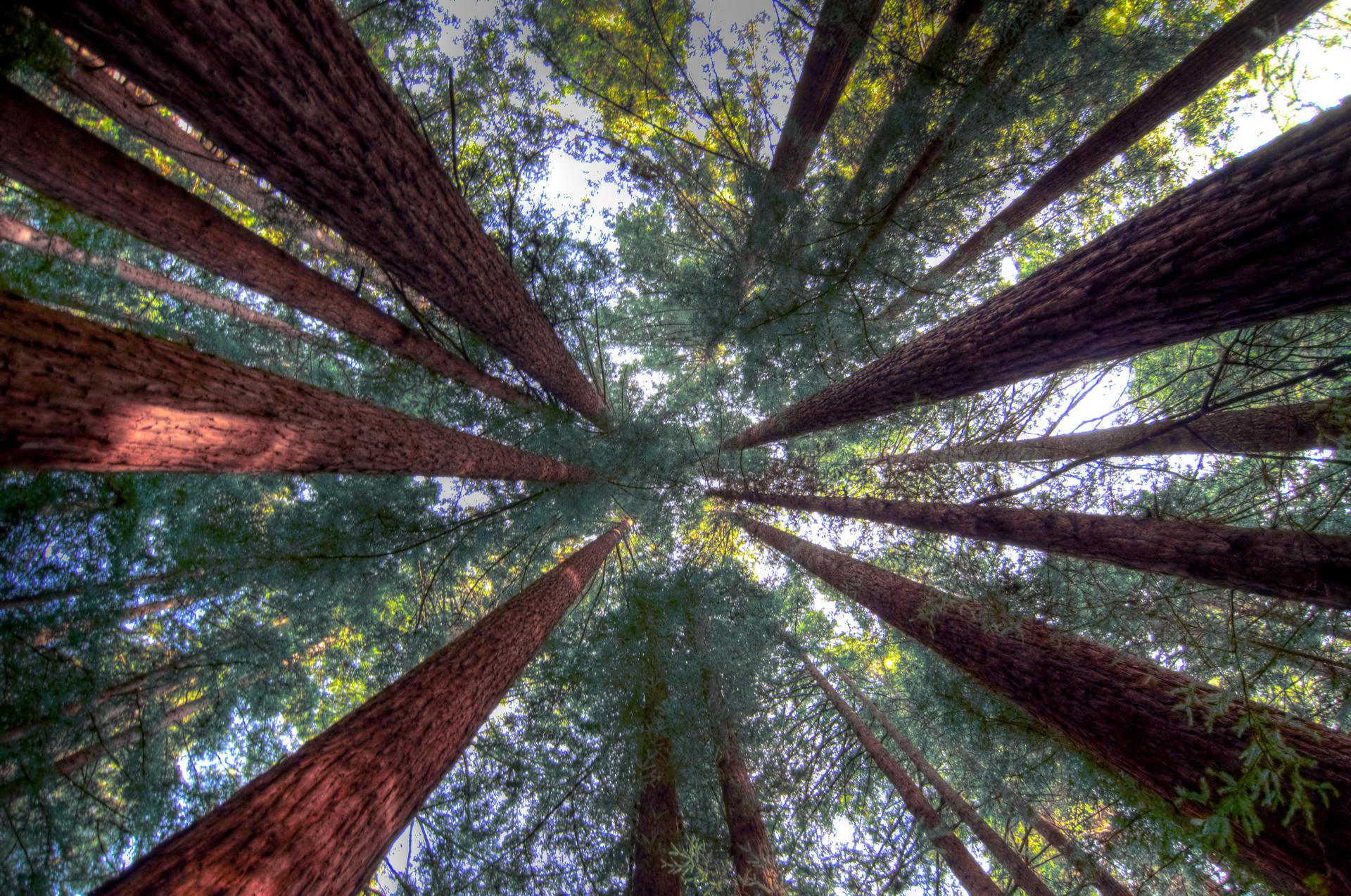 Scrubhiker (USCdyer) Humboldt Redwood Forest Single_tonemapped web